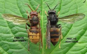 Comparaison du frelon européen (Vespa crabro) et du frelon asiatique (Vespa velutina) sur une feuille.