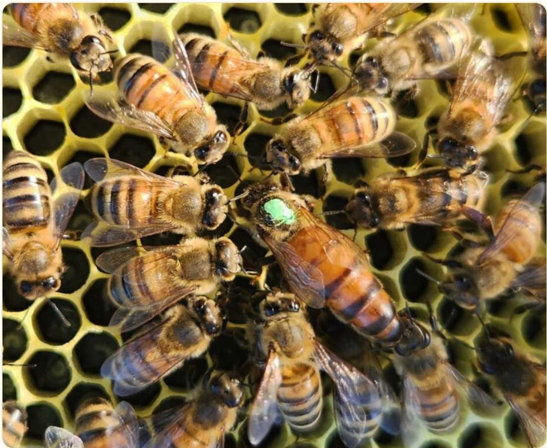 Une reine au long abdomen, marquée d'une pastille verte, entourée de ses ouvrières sur le rayon.