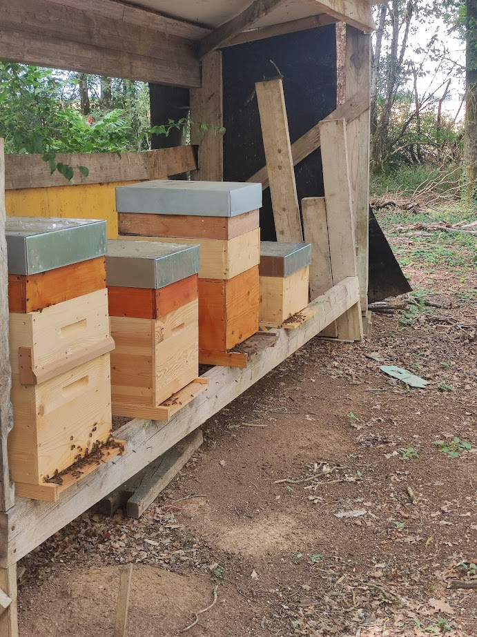 Un rucher : plusieurs ruches Dadant en bois à toits colorés, sous un abri en lisière de bois.