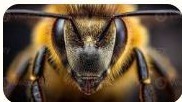 Photographie macro de la tête d'une abeille : gros yeux composés et pilosité dense.