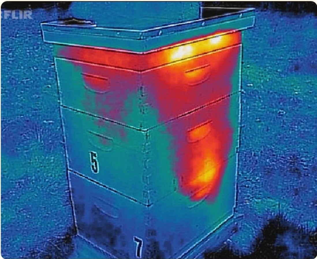 Thermographie infrarouge (FLIR) d'une ruche : la grappe chaude apparaît en rouge et jaune sur le bleu froid.