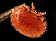 Gros plan macro de l'acarien parasite Varroa destructor.